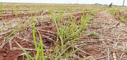 Potunduva/SP: Usina dá início à safra de cana-de-açúcar 