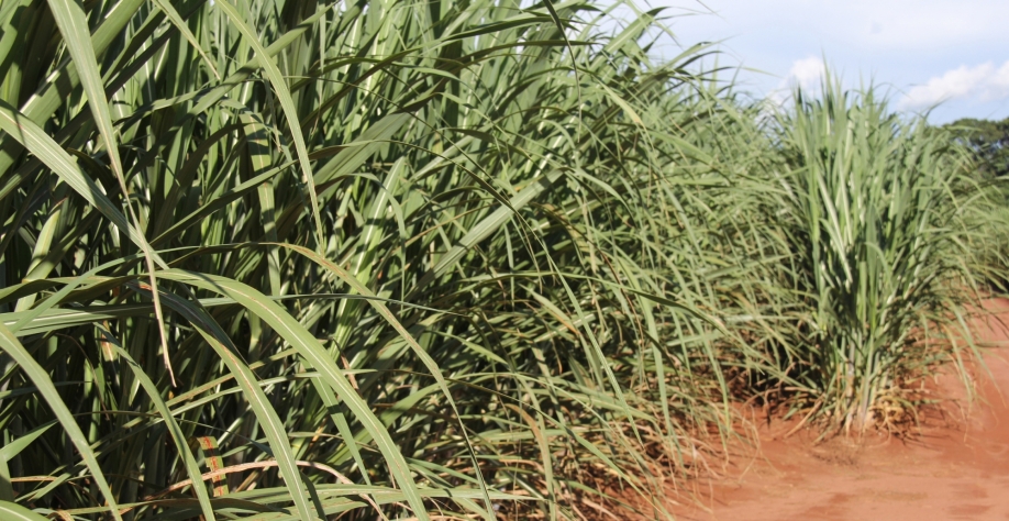 Canavial com alta produtividade na fazenda Belo Horizonte