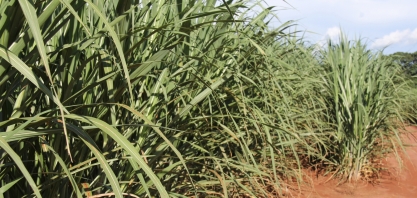 A lição que vem dos produtores de cana