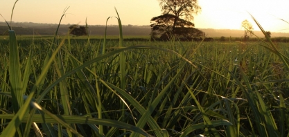 Indústrias sucroenergéticas de MS aumentam produção de etanol em 24,5%