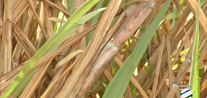 Mais açúcar e mais etanol; Biosul estima safra maior de cana