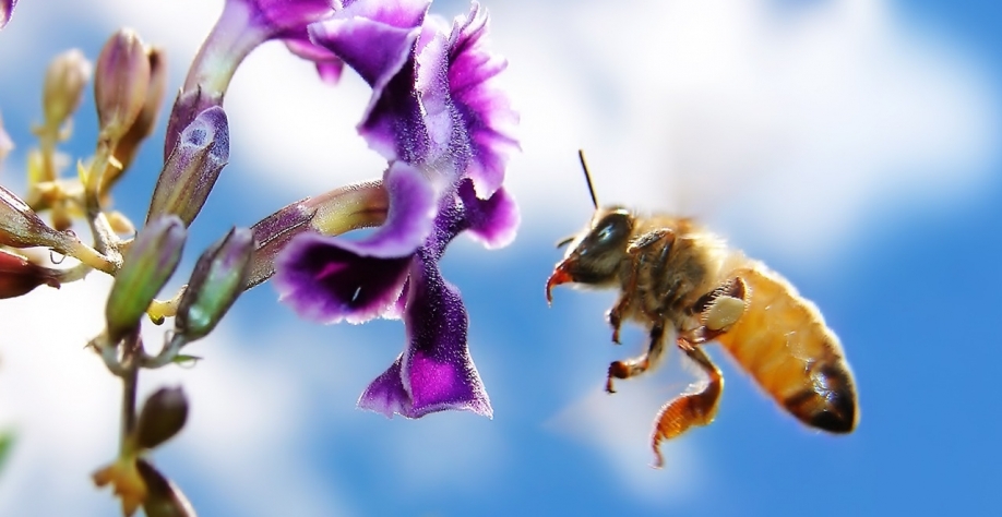 Boas práticas agrícolas: vida longa para as abelhas e para a agricultura, pois sem a abelhas a agricultura perece