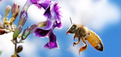 Estado de São Paulo lança projeto de boas práticas agrícolas e proteção à biodiversidade
