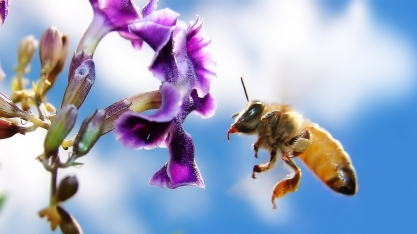 Estado de São Paulo lança projeto de boas práticas agrícolas e proteção à biodiversidade