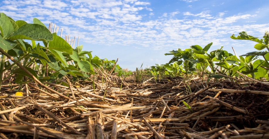 Oferecendo maior retorno financeiro, soja ocupa áreas de cana no interior paulista