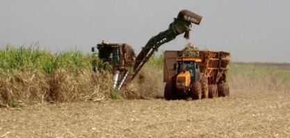 Grande volume de cana pode favorecer açúcar