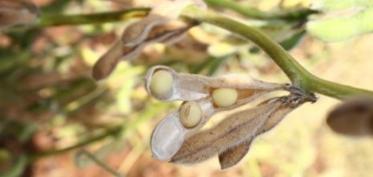 Alcoolvale faz rotação de cultivo com soja pela primeira vez 