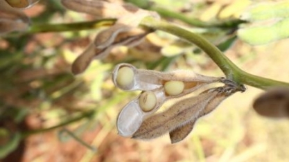 Alcoolvale faz rotação de cultivo com soja pela primeira vez 