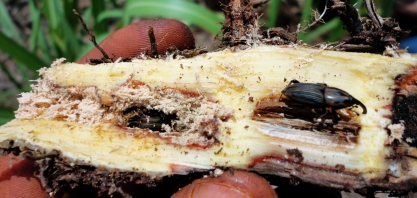 Clima contribui para aumento da população de Sphenophorus levis. Implementos agrícolas são aliados no controle da praga