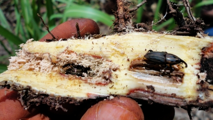 Clima contribui para aumento da população de Sphenophorus levis. Implementos agrícolas são aliados no controle da praga