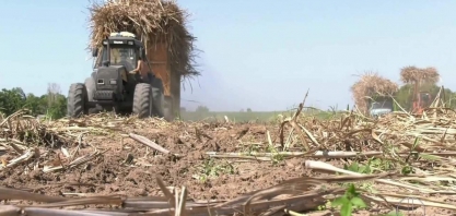 Setores do açúcar e álcool estão em grande expectativa no período de colheita de cana