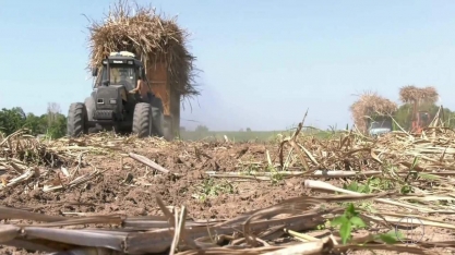 Setores do açúcar e álcool estão em grande expectativa no período de colheita de cana