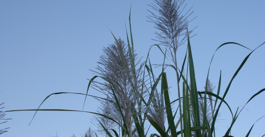 Flor de cana: beleza que traz prejuízo