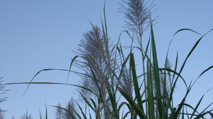 Expectativa de alta taxa de florescimento nos canaviais da região Centro-Sul em 2019