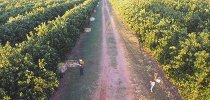 Estudo da Esalq mapeia o controle do Greening