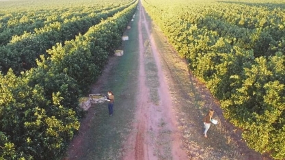 Estudo da Esalq mapeia o controle do Greening