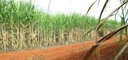 Tereza Cristina participa hoje em Uberaba da abertura da safra canavieira