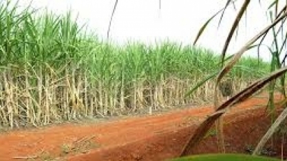 Tereza Cristina participa hoje em Uberaba da abertura da safra canavieira