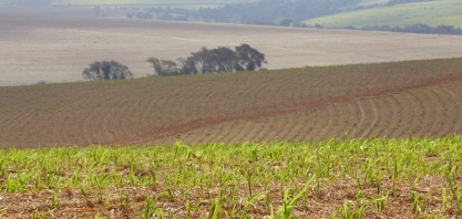 O que fazer para obter um canavial com “alta produtividade longa vida”
