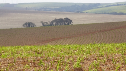 O que fazer para obter um canavial com “alta produtividade longa vida”