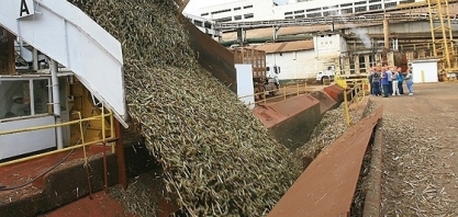 Job estima produção de açúcar do CS em 2019/20 em 28,5 mi t; etanol em 28,3 bi l