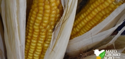 FS Bioenergia injetará R$ 1 bi em Nova Mutum e possui projeto para mais duas usinas