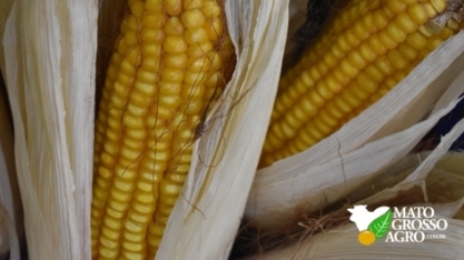 FS Bioenergia injetará R$ 1 bi em Nova Mutum e possui projeto para mais duas usinas