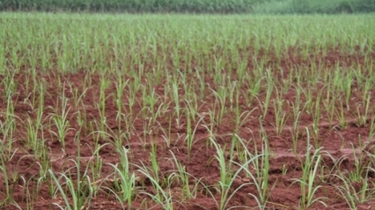 Preparo da linha mãe para o plantio da MPB deve ser feito com excelência