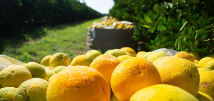Safra de laranja 2018/19 no cinturão de SP e MG se encerra em 285,98 milhões de caixas