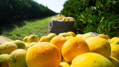 Safra de laranja 2018/19 no cinturão de SP e MG se encerra em 285,98 milhões de caixas
