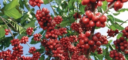 Terra Forte pede recuperação judicial