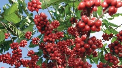 Terra Forte pede recuperação judicial