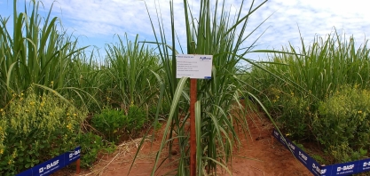 Sistema de Meiosi com MPB em cana-de-ano