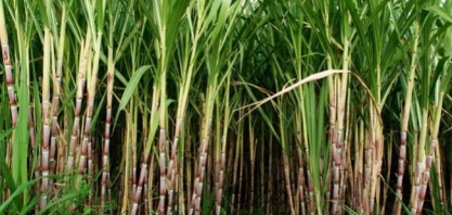 Projeto de irrigação aumenta produção do plantio da cana