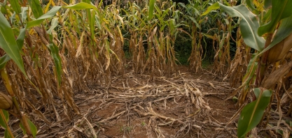 'Bioinvasão' com aproximadamente 200 mil javalis causa prejuízos e reação de caçadores em SC