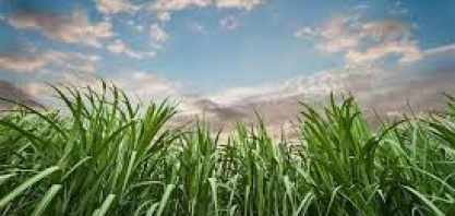Cana-de-açúcar: MT foi o que mais expandiu produção no Centro-Oeste nessa safra