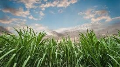 Cana-de-açúcar: MT foi o que mais expandiu produção no Centro-Oeste nessa safra