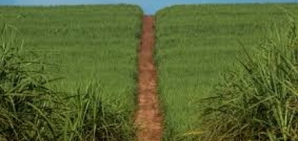 Safra de cana no CS engata e preço do etanol deve começar a ceder após disparada