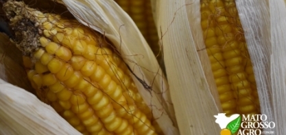 Etanol de milho pode corresponder a 50% da produção do biocombustível em 2020