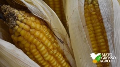 Etanol de milho pode corresponder a 50% da produção do biocombustível em 2020