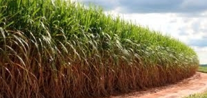Mix de cana para etanol e açúcar em 19/20 pode repetir safra anterior, diz Unica