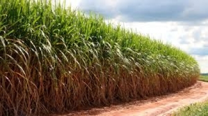 Mix de cana para etanol e açúcar em 19/20 pode repetir safra anterior, diz Unica