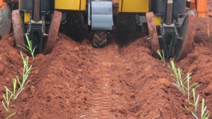 Qual o tamanho ideal da falha para que o replantio de MPB apresente excelente resultado?