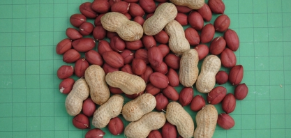 Agrishow 2019: IAC apresenta sua primeira cultivar de amendoim para o mercado de orgânicos 