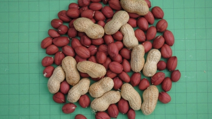 Agrishow 2019: IAC apresenta sua primeira cultivar de amendoim para o mercado de orgânicos 