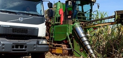 Brasil deve colher 677 mi de t de cana-de-açúcar em 2019, diz IBGE