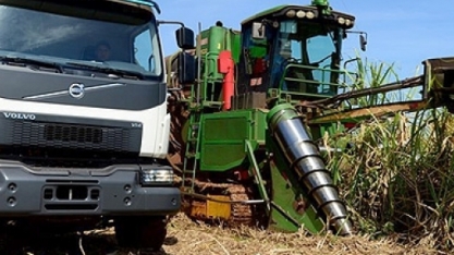 Brasil deve colher 677 mi de t de cana-de-açúcar em 2019, diz IBGE
