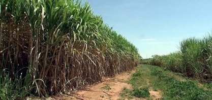 Usinas destinam mais cana para produção de etanol 
