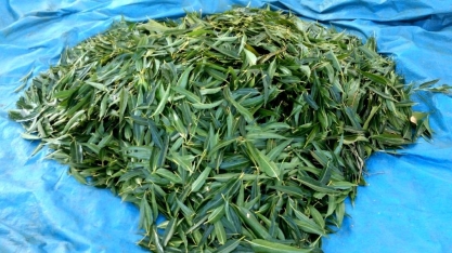 Jovem doutor analisou o armazenamento de carbono e a produção de biomassa para energia no sul do Brasil