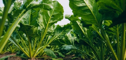 França vê redução no plantio de beterraba sacarina e aumento no de trigo